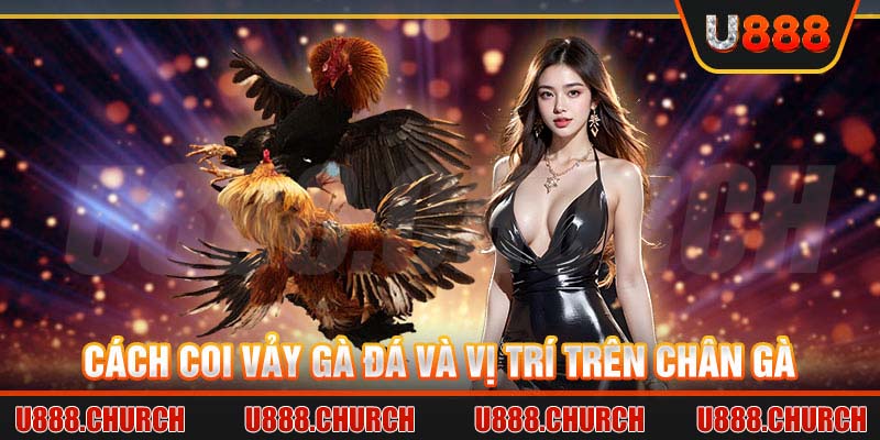 Cách coi vảy gà đá và vị trí trên chân gà