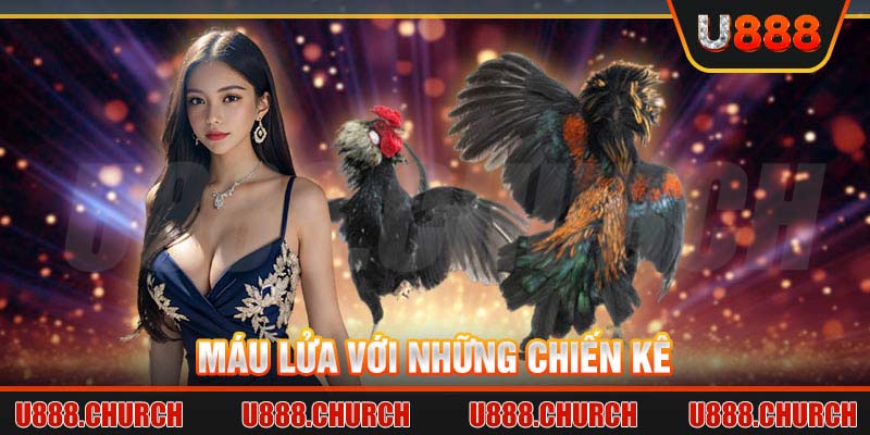 Máu lửa với những chiến kê 