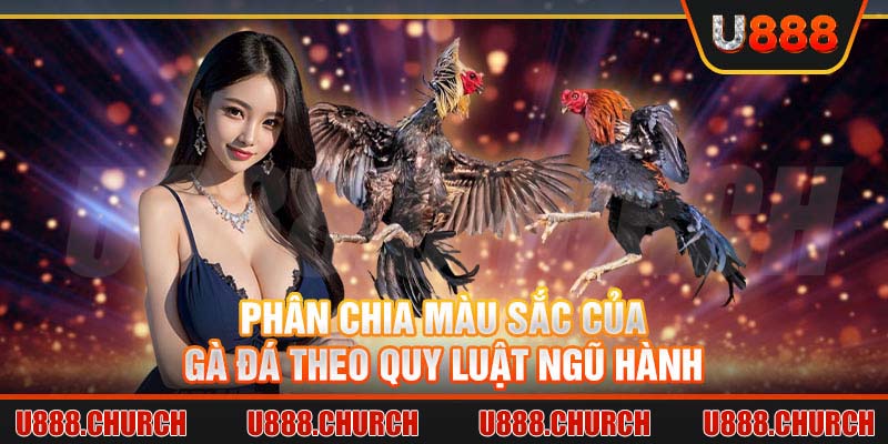 Phân chia màu sắc của gà đá theo quy luật ngũ hành