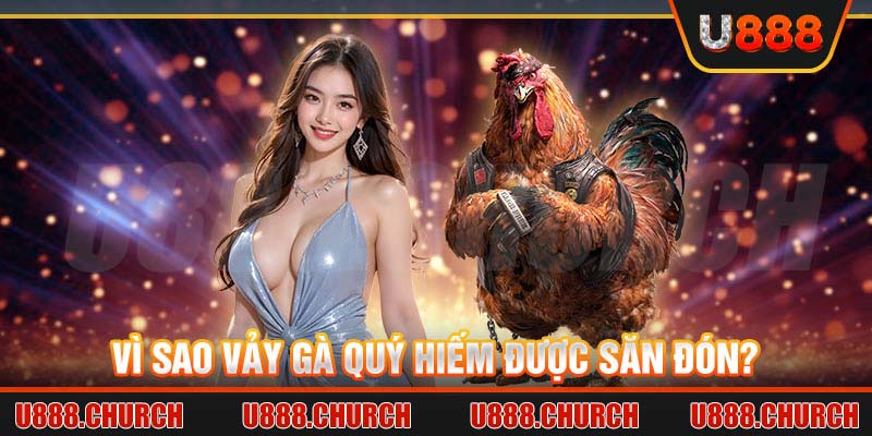 Vì sao vảy gà quý hiếm được săn đón?